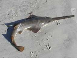 Image of Green Sawfish