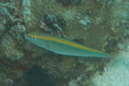 Image of Southern wrasse