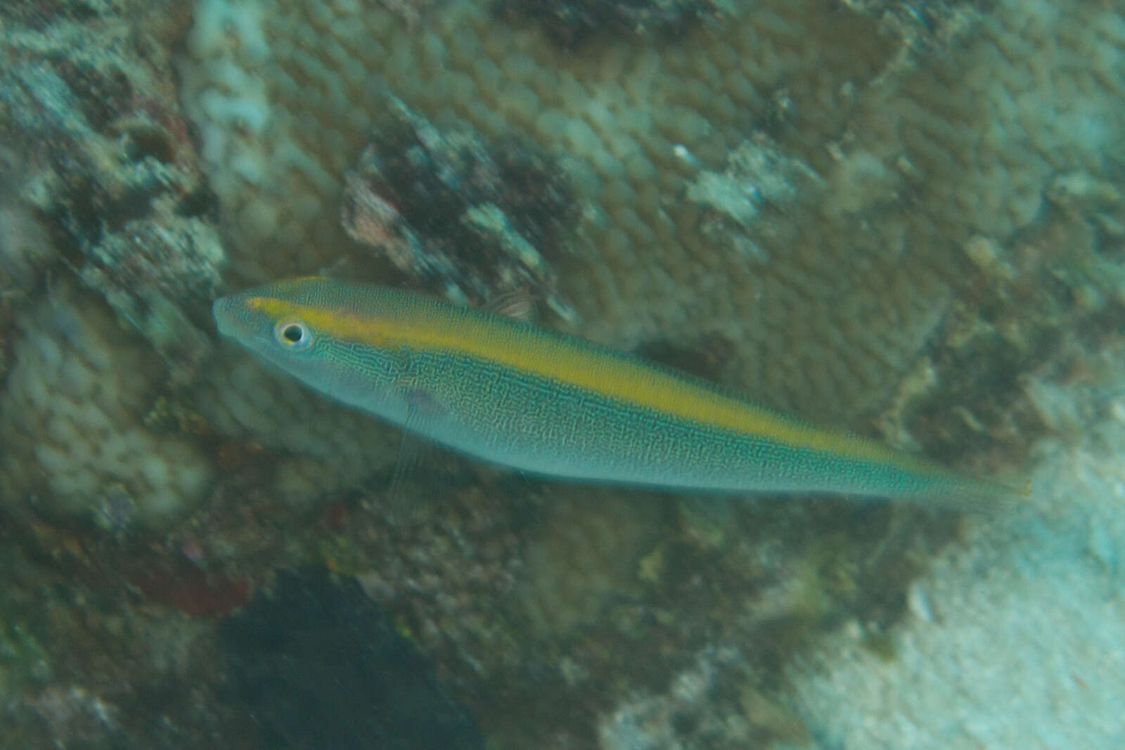 Image of Southern wrasse