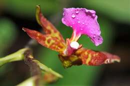 Imagem de Rhynchostele bictoniensis (Bateman) Soto Arenas & Salazar