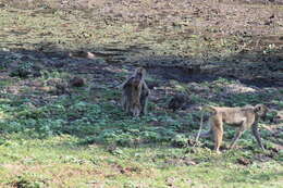 Image of Yellow Baboon