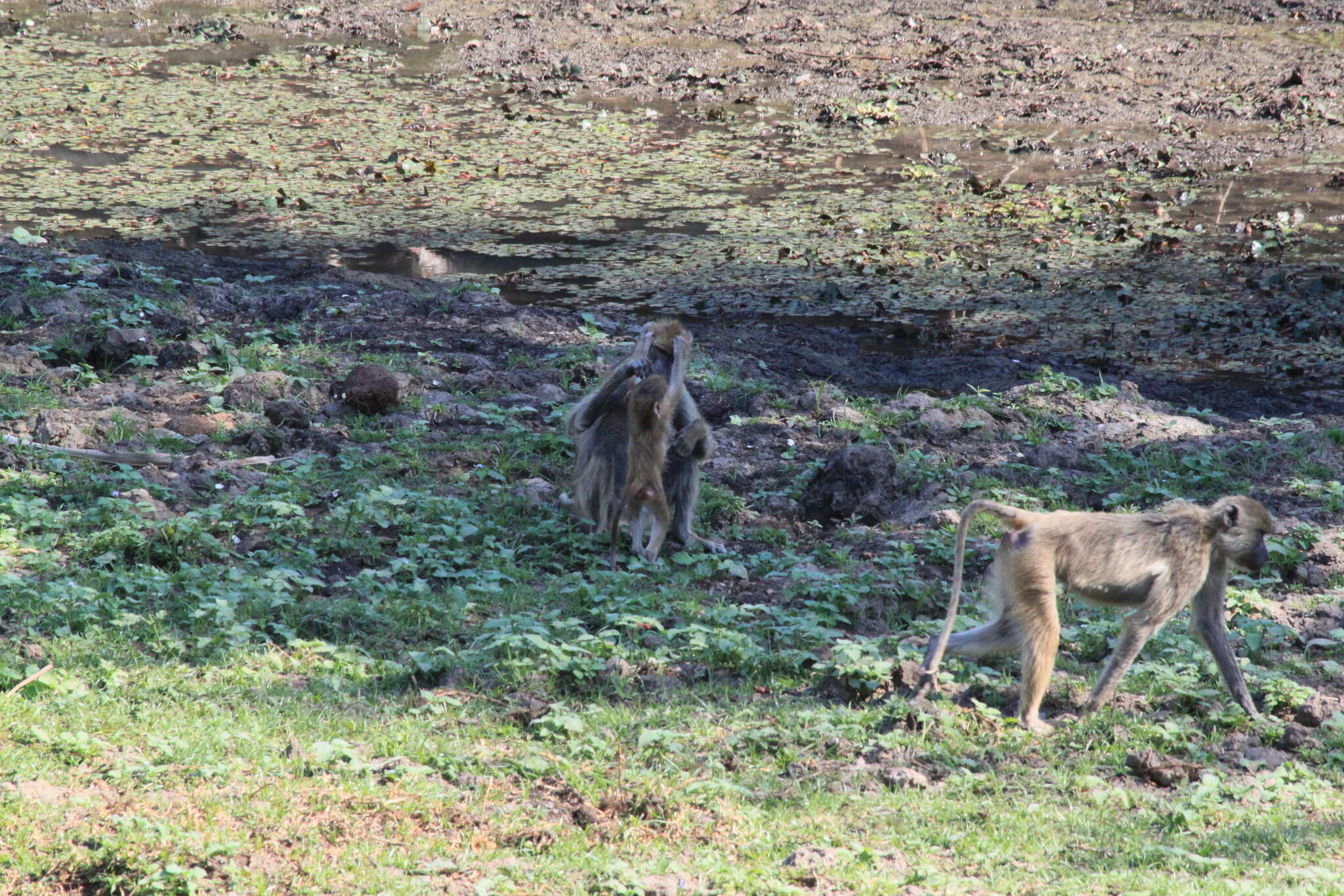 Image of Yellow Baboon