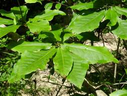 Image of pyramid magnolia