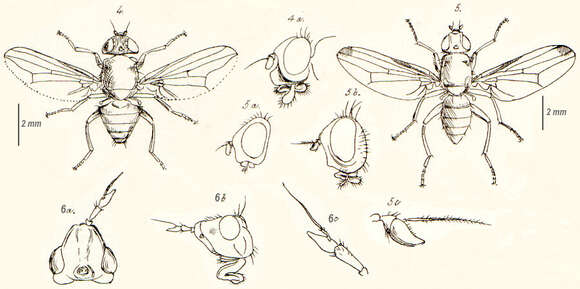 Image of picture-winged flies