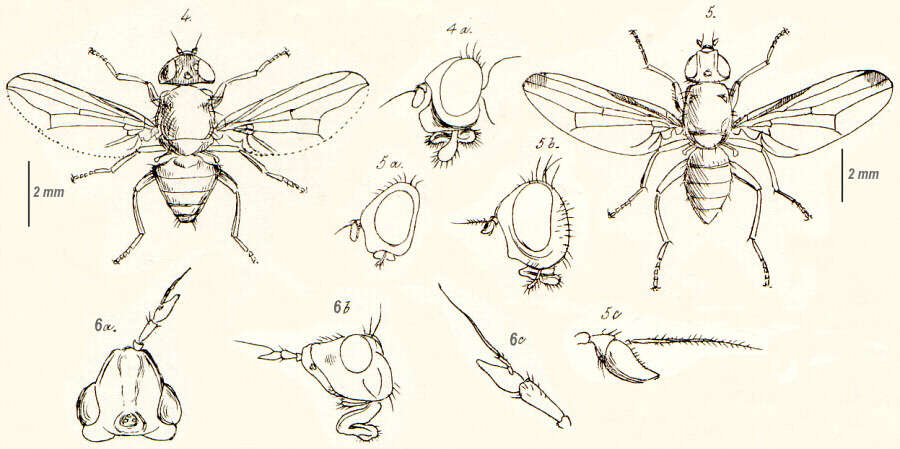 Image of picture-winged flies