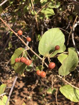 Image de Grewia flavescens var. olukondae (Schinz) Wild