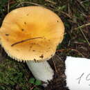 Imagem de Russula acetolens