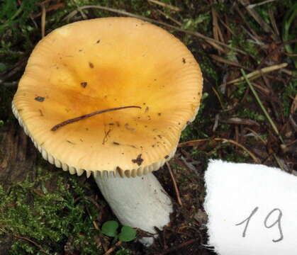 Imagem de Russula acetolens