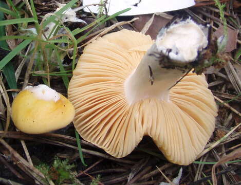 Imagem de Russula acetolens