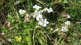 Cherleria circassica (Albov) A. J. Moore & Dillenb.的圖片