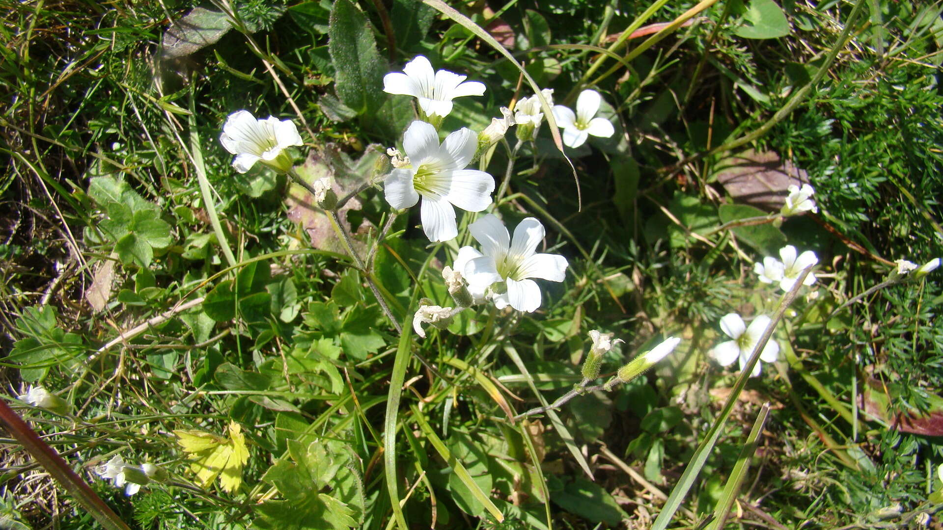 Image of Cherleria circassica (Albov) A. J. Moore & Dillenb.