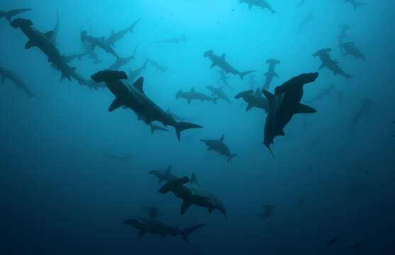 Image of Scalloped Hammerhead