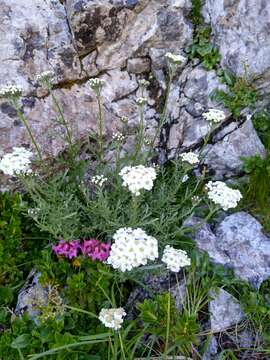 Image of silvery yarrow