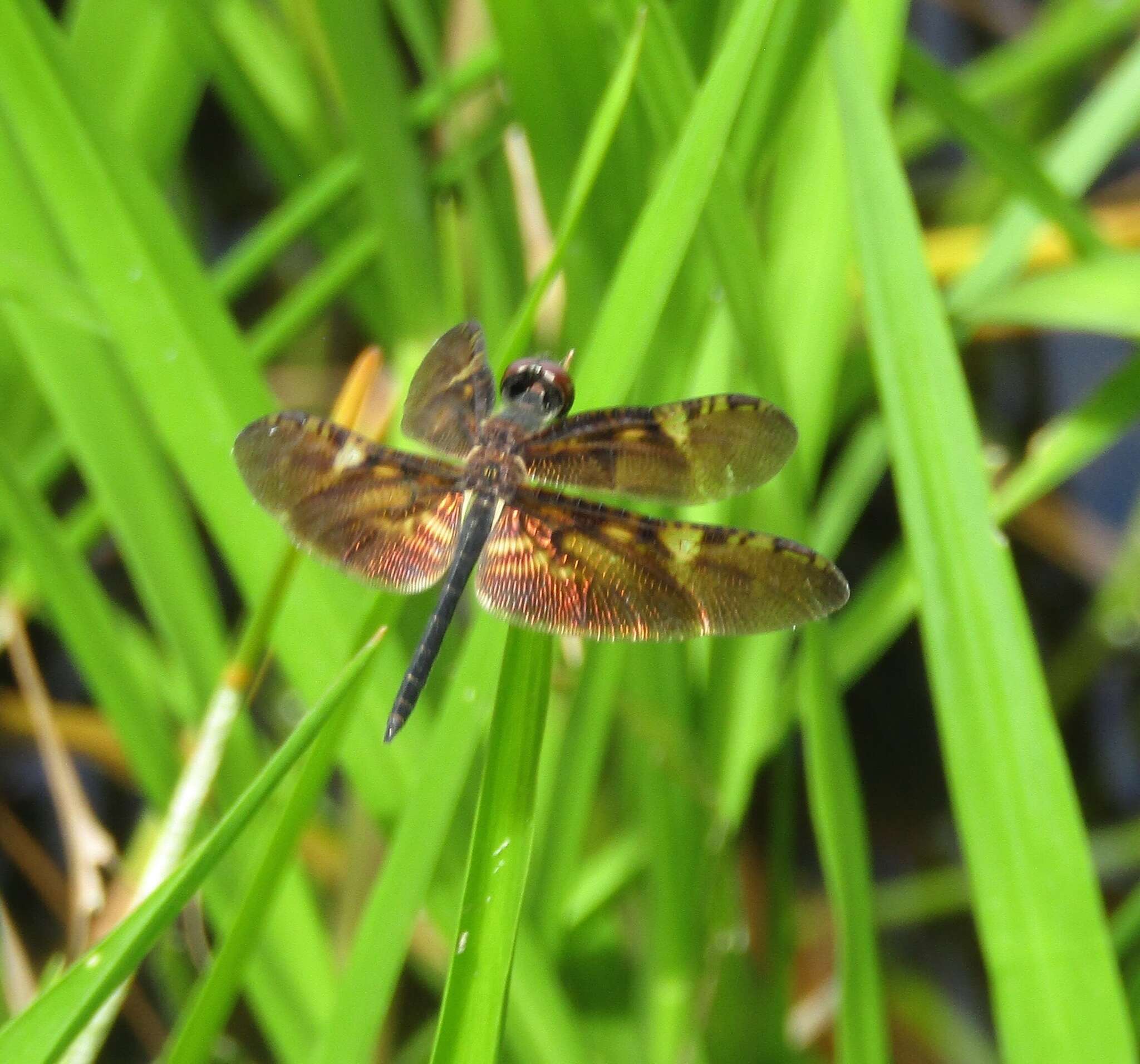 Слика од Rhyothemis obsolescens Kirby 1889