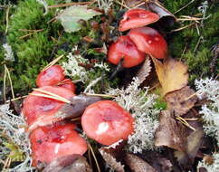 Image of Russula emetica (Schaeff.) Pers. 1796