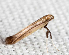 Image of Caloptilia hypericella (Braun 1918)