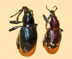 Image of Rhinoscapha (Rhinoscapha) funebris (Chevrolat 1880)