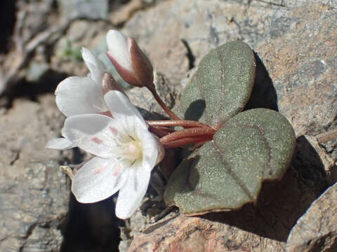 Image of <i>Claytonia obovata</i>