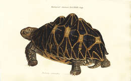 Image of Typical Tortoises