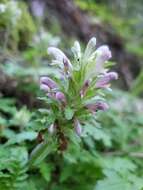 Image of Dudley's lousewort