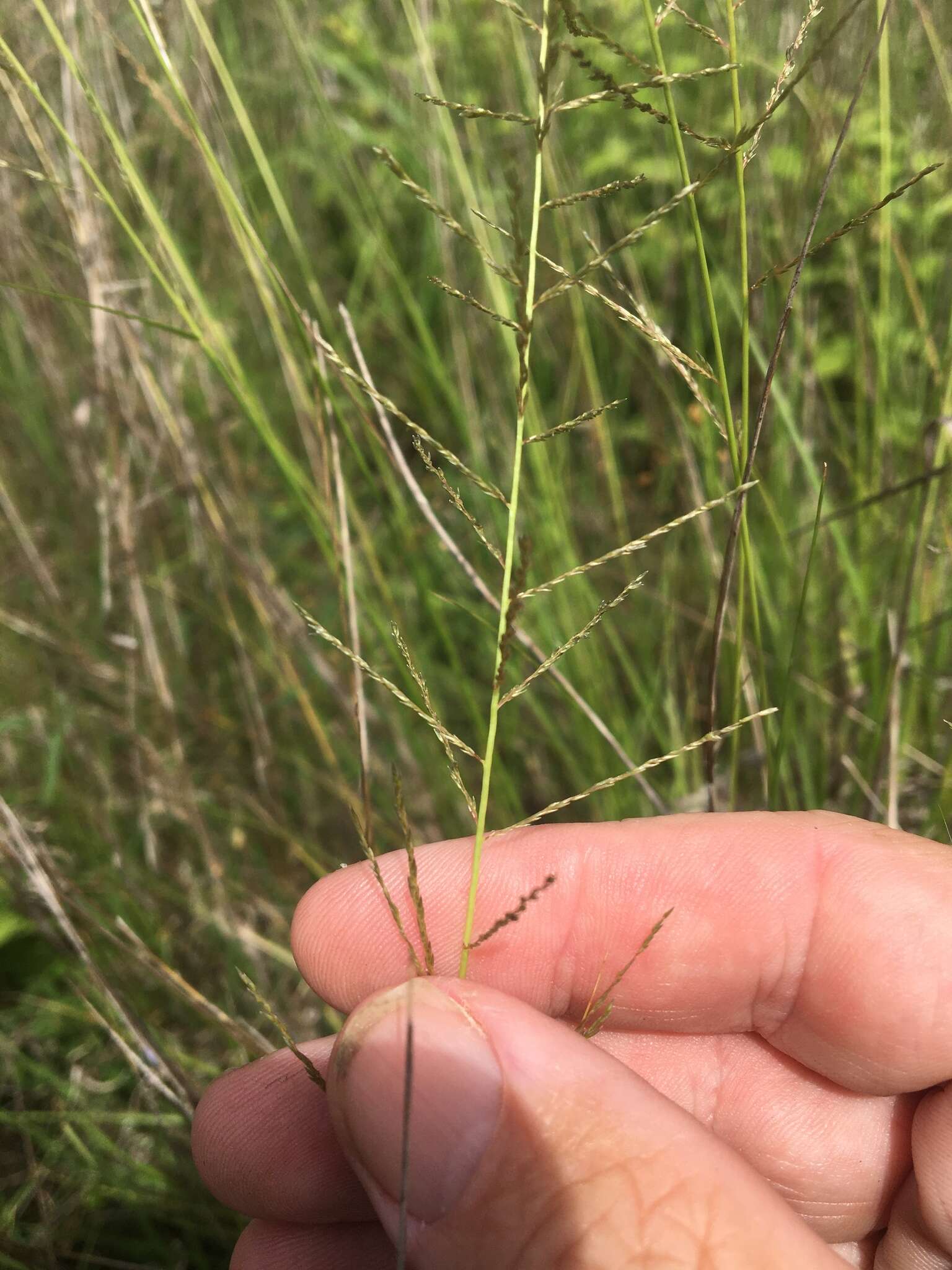 Image of Catstail dropseed