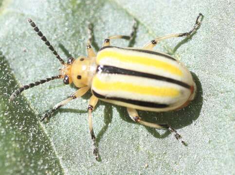 Image of Three-lined Lema Beetle