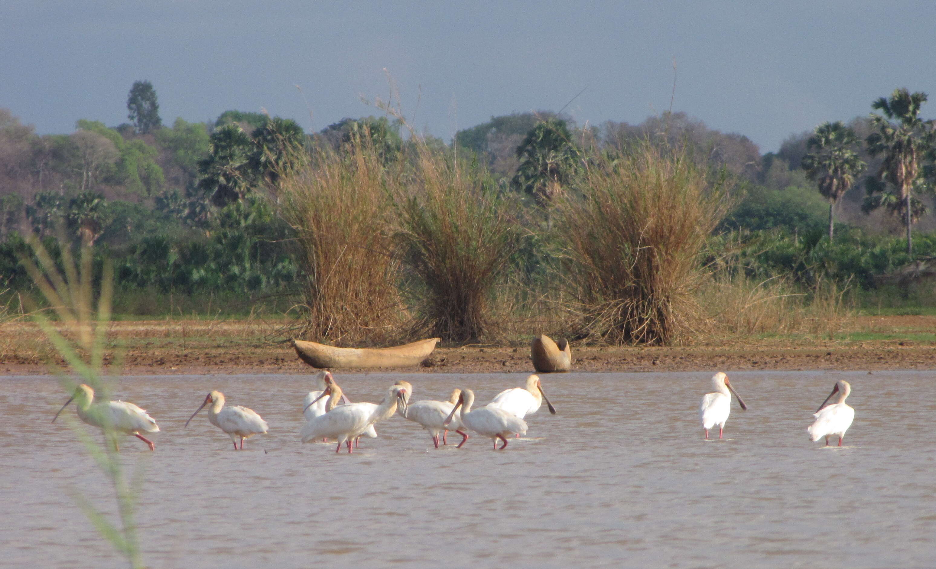 Image of African Spoonbill