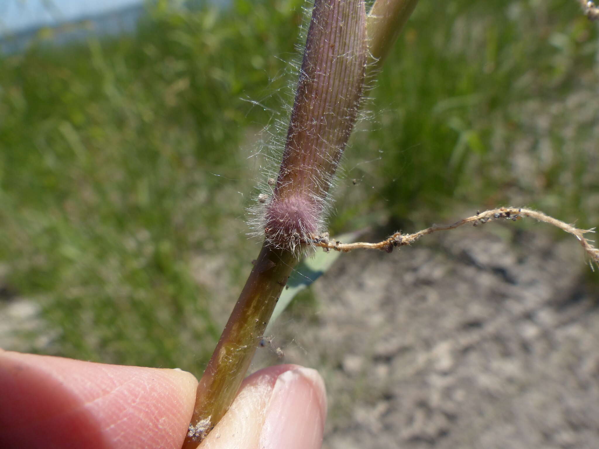 Image de Paspalum distichum L.