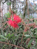 صورة Callistemon citrinus (Curtis) Skeels