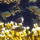 Image of Arabian chromis