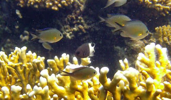 Image de Chromis flavaxilla Randall 1994