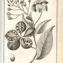 Image of Sterculia balanghas L.