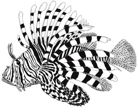 Слика од Pterois miles (Bennett 1828)