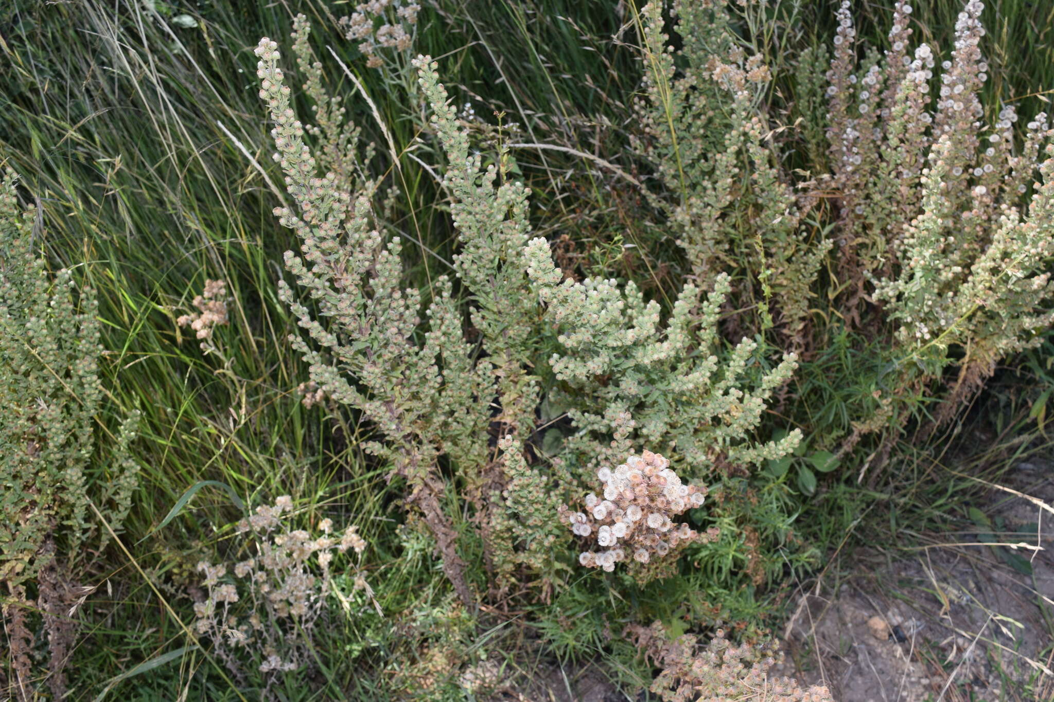 Image of Trans-Pecos horseweed