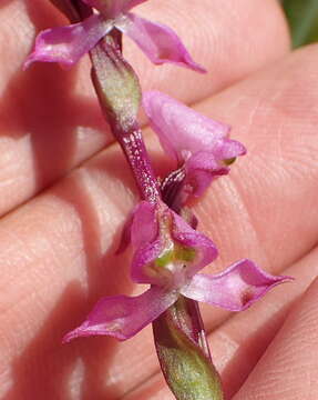 Image of Disperis tysonii Bolus