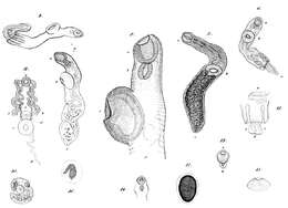Image of Parasitic Flatworms