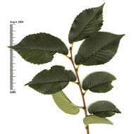 Image of Siberian Elm