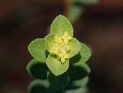 Image of Pimelea flava subsp. flava