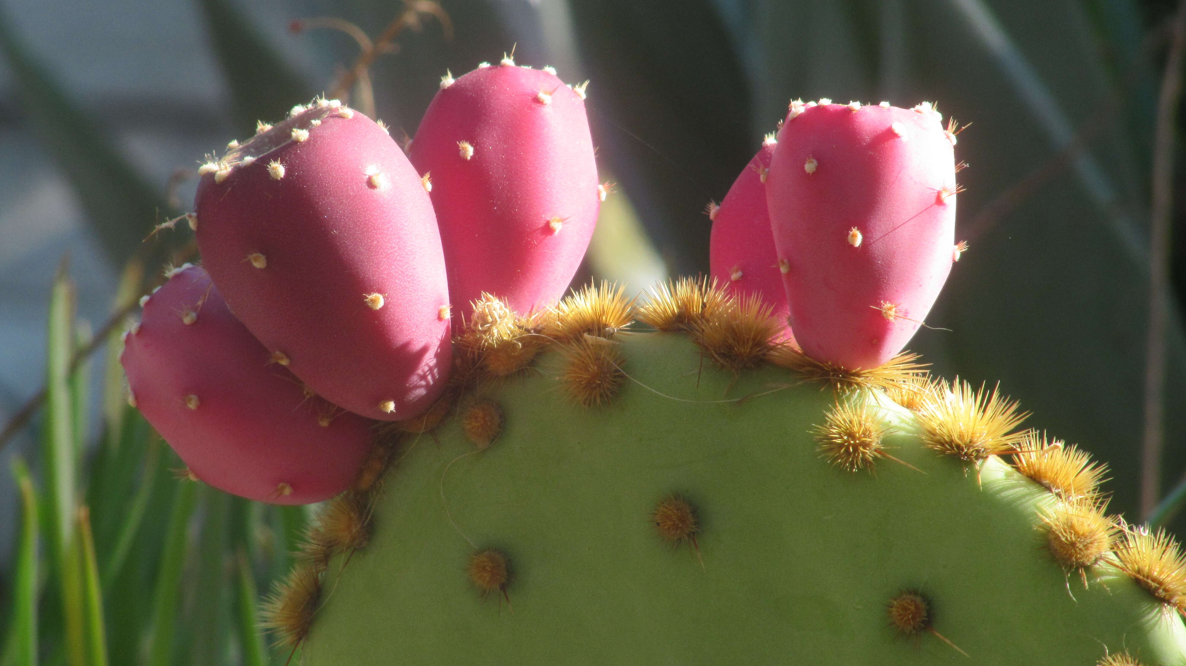 Image of chenille pricklypear