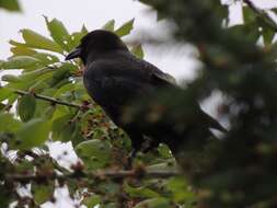 Image of Corvus brachyrhynchos caurinus Baird & SF 1858