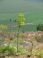 Image of Giant Fennel