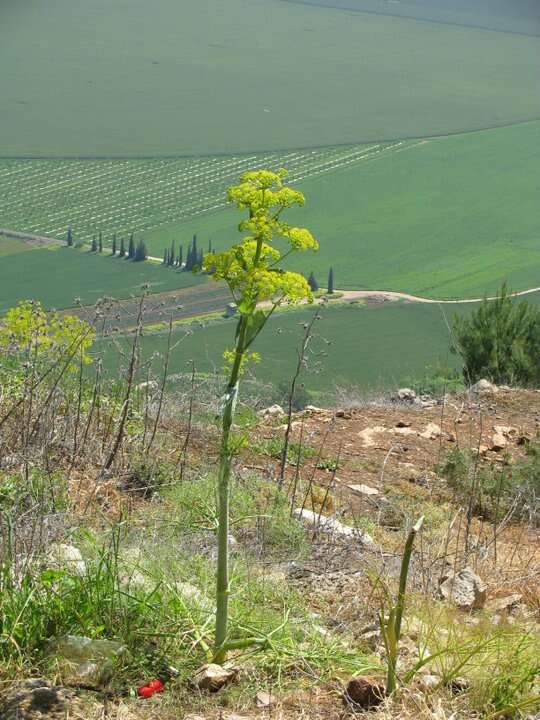 Image of Giant Fennel