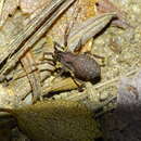 Image de Araucanobunus juberthiei Muñoz-Cuevas 1973