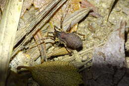 Image de Araucanobunus juberthiei Muñoz-Cuevas 1973