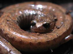 Image of California Slender Salamander