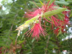 صورة Callistemon citrinus (Curtis) Skeels