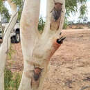 Image of Desert Double Drummer