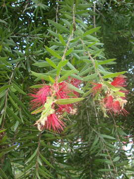 صورة Callistemon citrinus (Curtis) Skeels