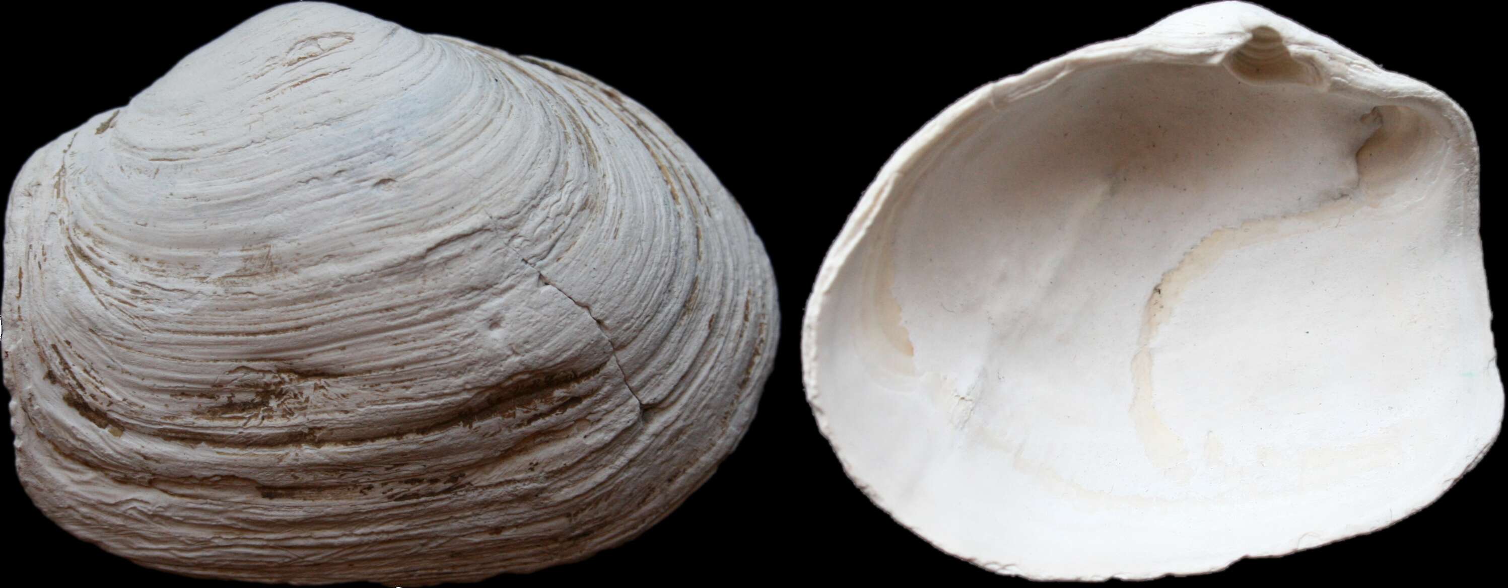 Image of Soft-shelled clam