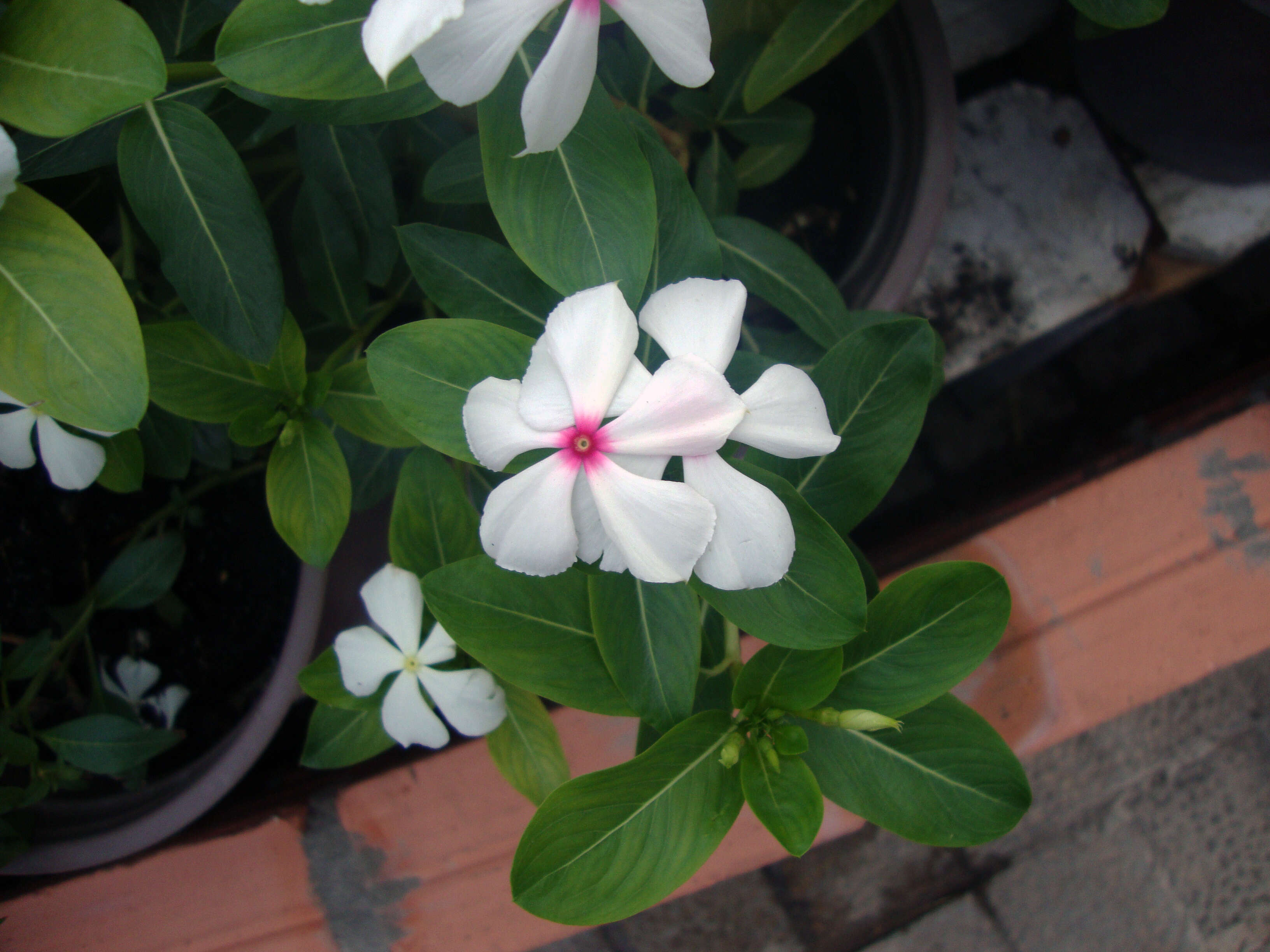 Image of Madagascar periwinkle